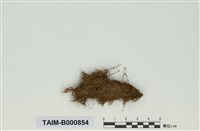 藏品(錦苔科)的圖片